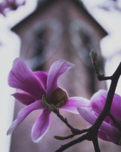 Magnolienblüte mit einem Teilausschnitt des Klosterturms in weichem Bokeh