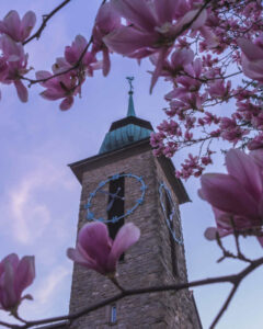 Magnolienblüten mit einem Teilausschnitt des Klosterturms und blauem Morgenhimmel